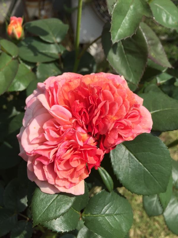 rblog-20180502175649-06.jpg
