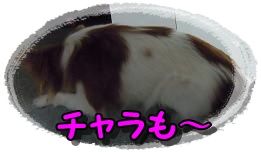 お気に入り.JPG