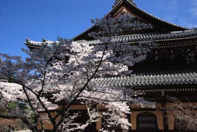 南禅寺　桜