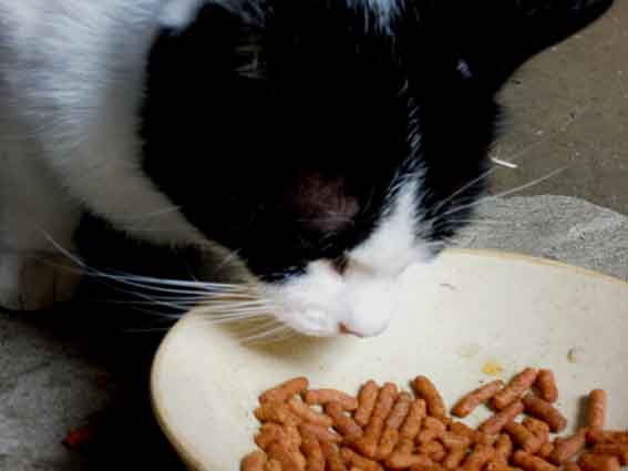 我が家のニャンコ♪2013/2/17-3