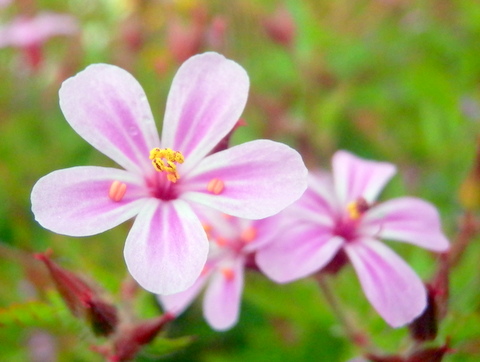 ヤサカフウロの花-2