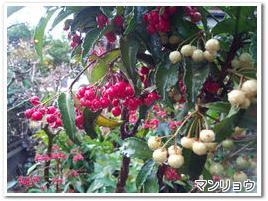 1412マンリョウ1.jpg