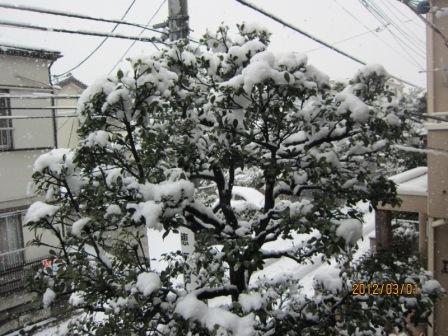 大雪だと思ったが・・