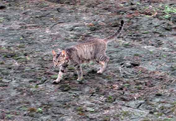 我が家のニャンコ♪2015/8/21-2