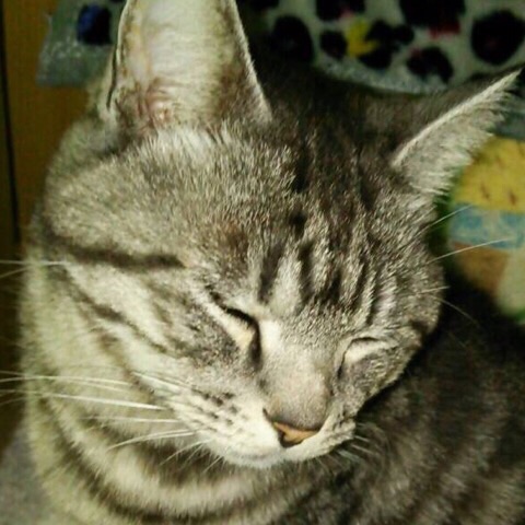 image.jpg