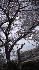 小学校桜３