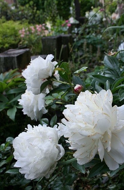 芍薬