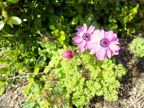 敦賀で見た名前不明の花