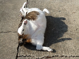 P1010083ss.jpg