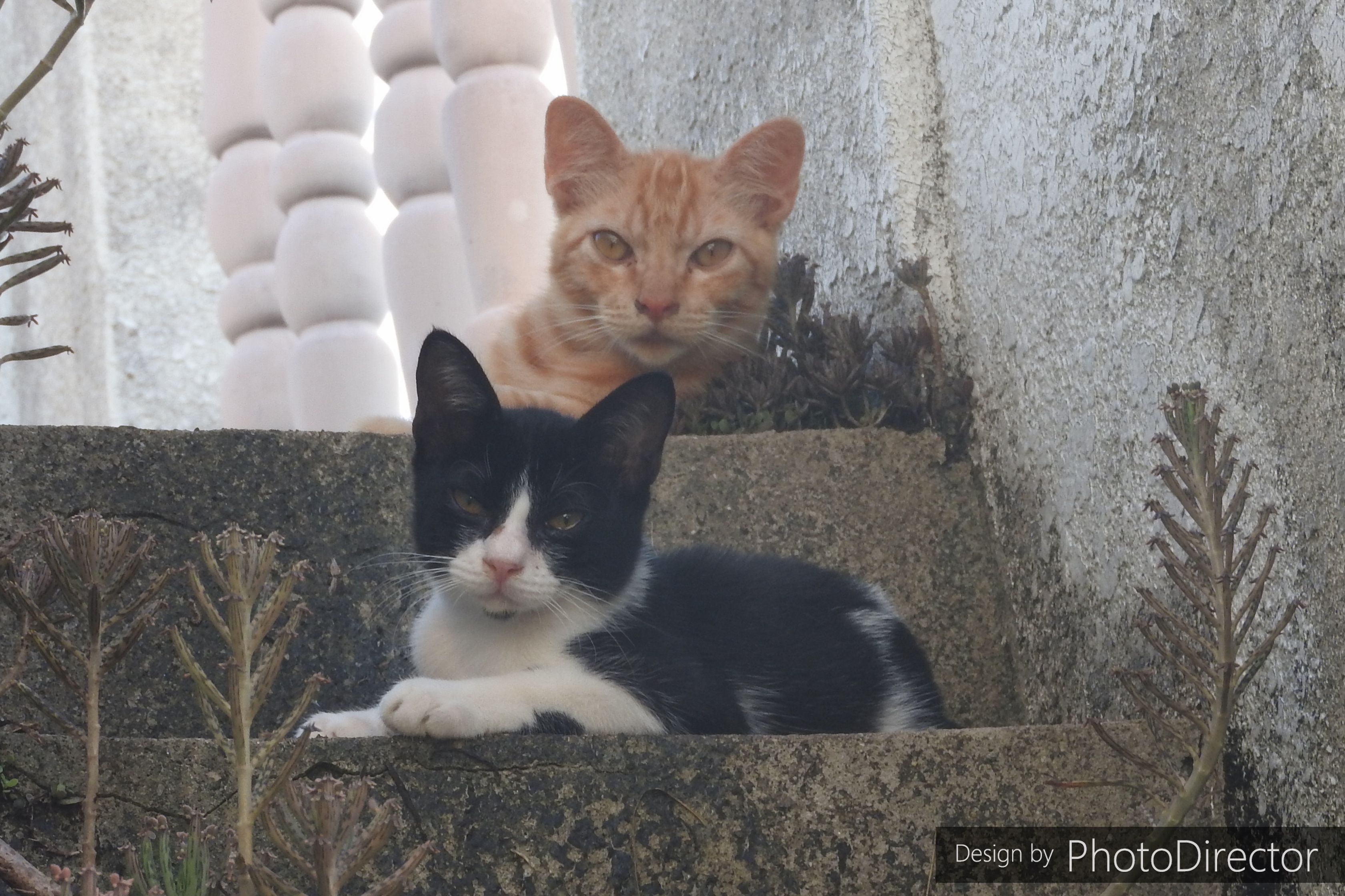 記事一覧 ねこログ 楽天ブログ