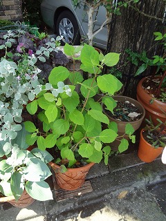 DSC05187.jpg
