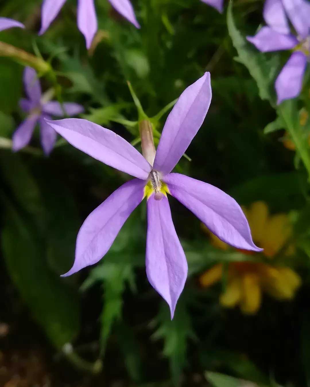 今の時期に咲く花 の記事一覧 びいとるのブログ 楽天ブログ