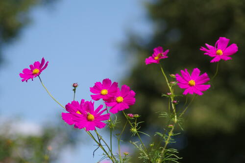 花の丘のコスモス