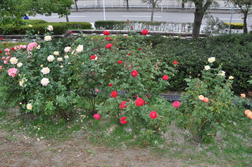 おおとぎの森公園