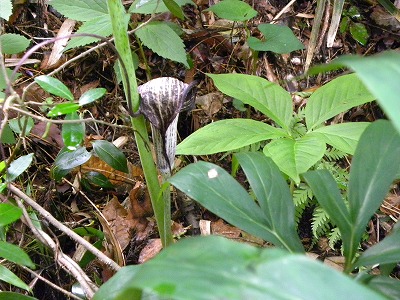 DSCN8920.jpg