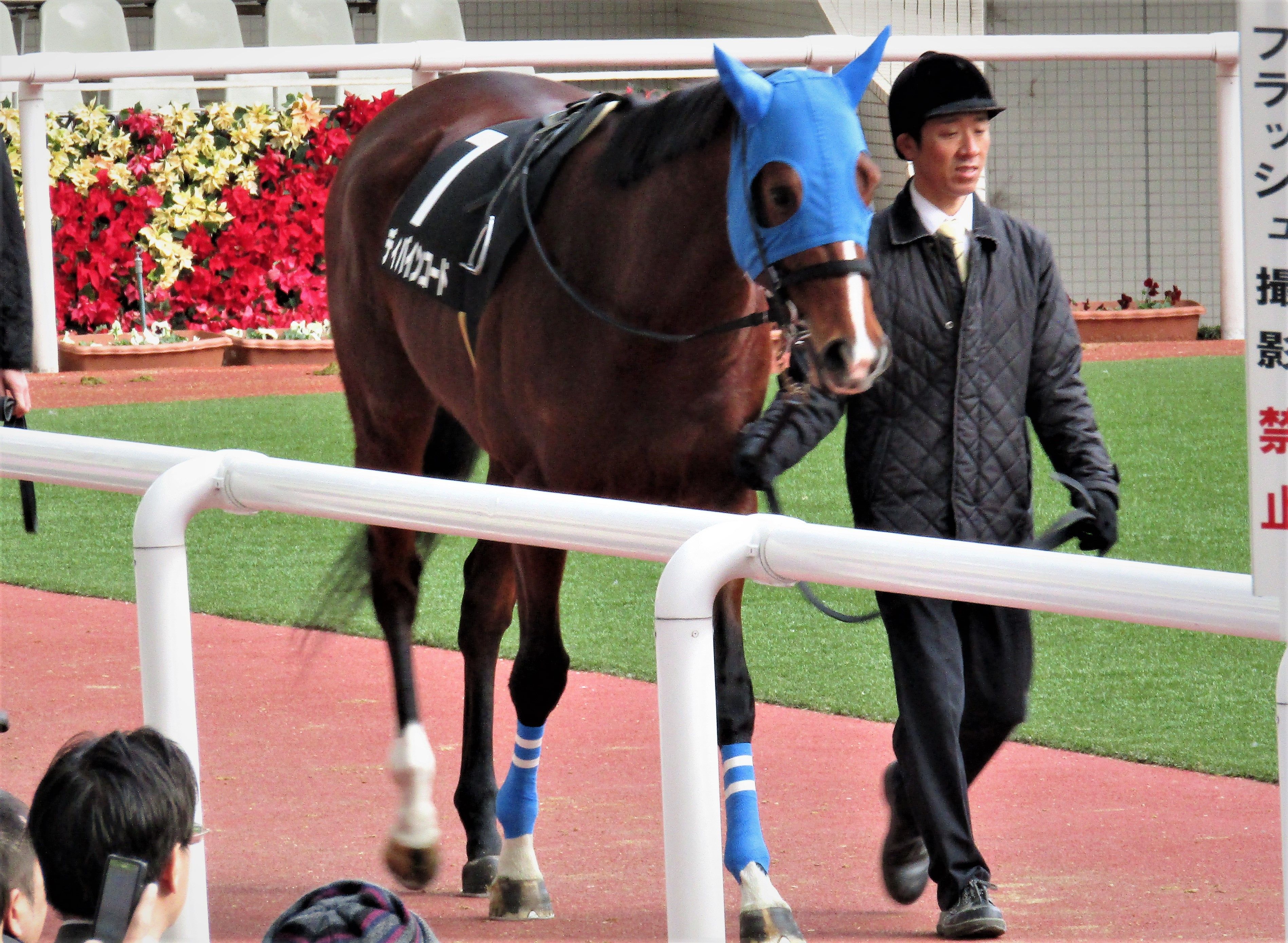 ディバインコード君 リゲルｓ写真集 ミノルロドリゴの一口馬主ブログ 楽天ブログ