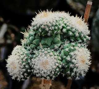 菊水綴化と菊水モンストなど | ☆ガマンマの ニク・サボ栽培☆ - 楽天