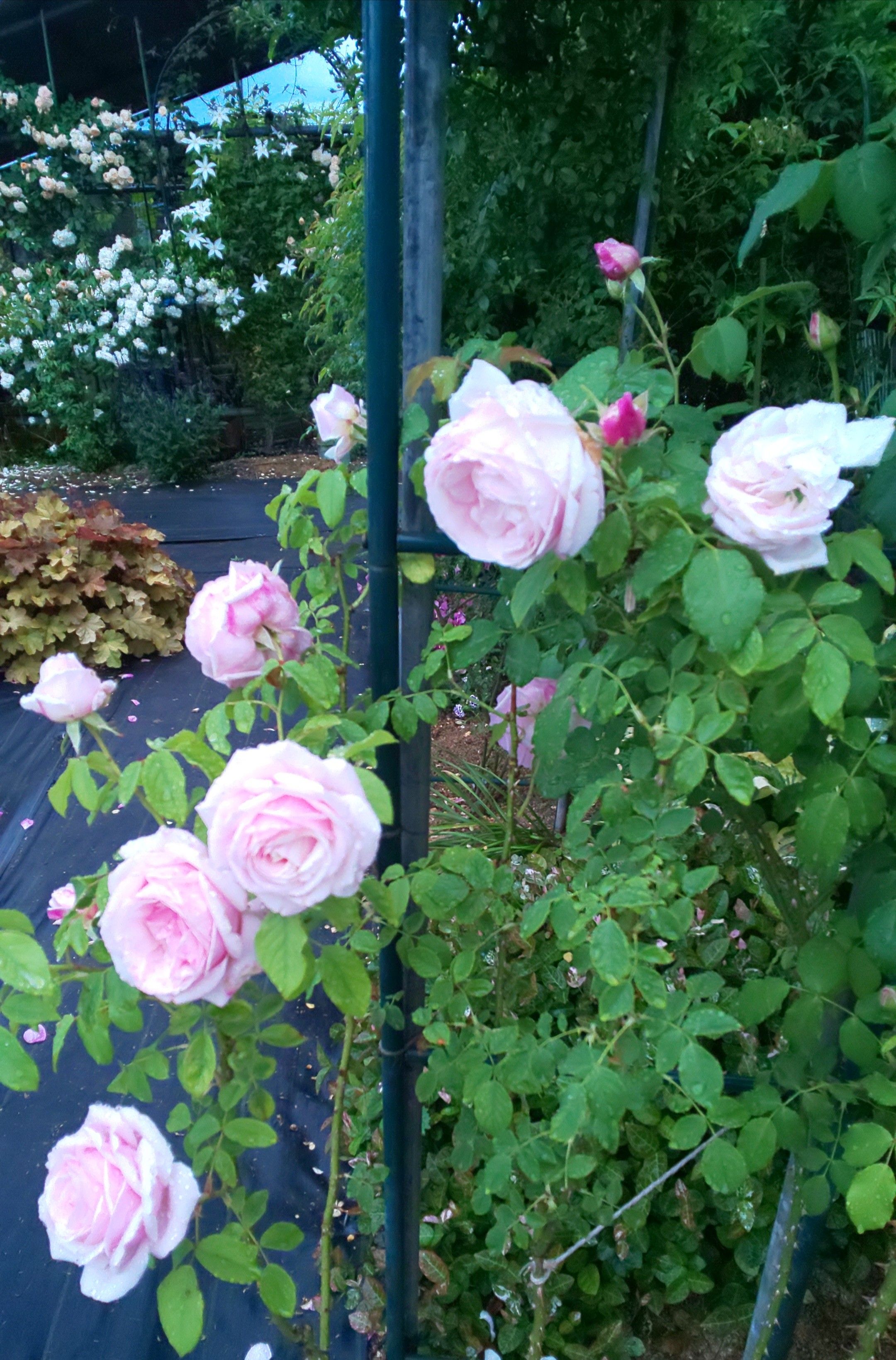 ビエドゥーもしかして 寒がりさん 農家のバラ庭日記 楽天ブログ