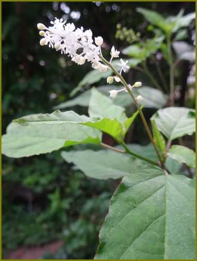 令和４年７月29日 数珠珊瑚花も実もある盛夏かな 花の歳時記 天南星の魅力 山野草 楽天ブログ