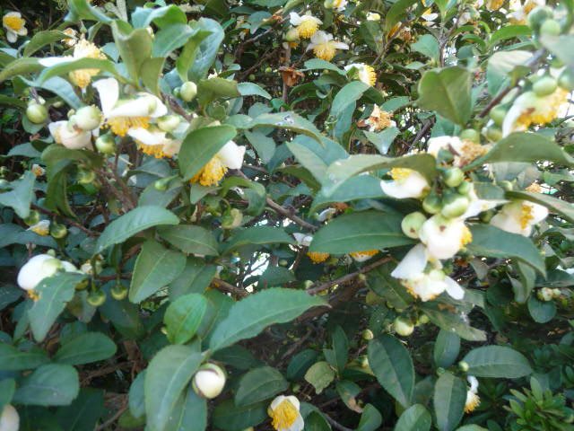 82 お茶の花