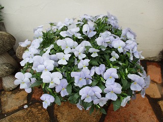 IMG_0835ss.jpg