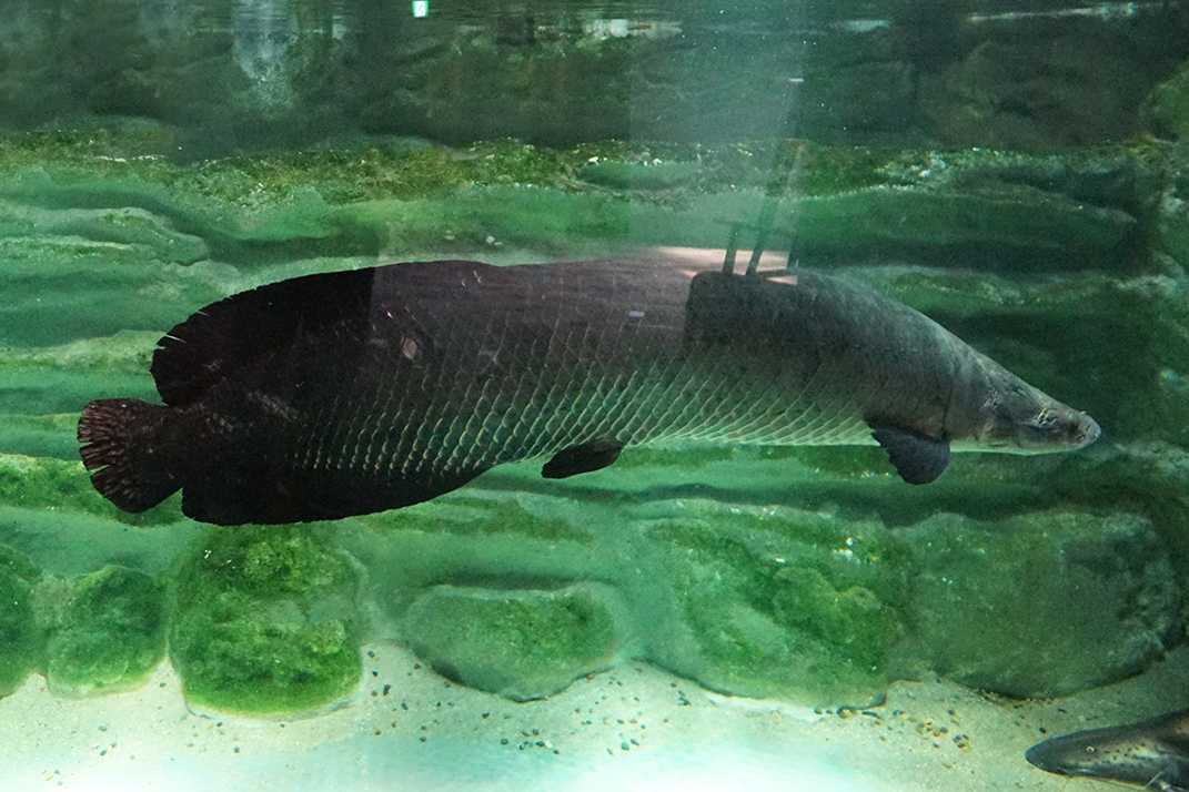 カワスイ 川崎水族館 ピラルクフライカレー 1480円 イルカカメラとわんわんwinとねこmac 楽天ブログ