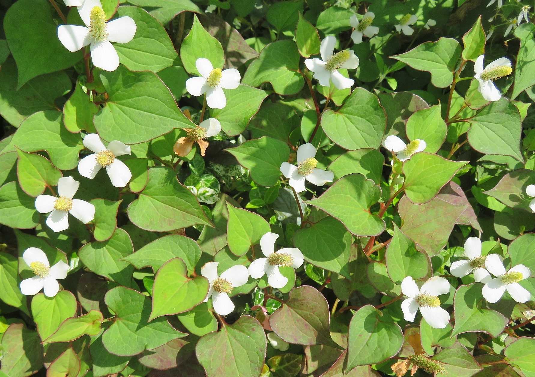 私の趣味 花の写真撮影 の記事一覧 だい のひとりごと 楽天ブログ