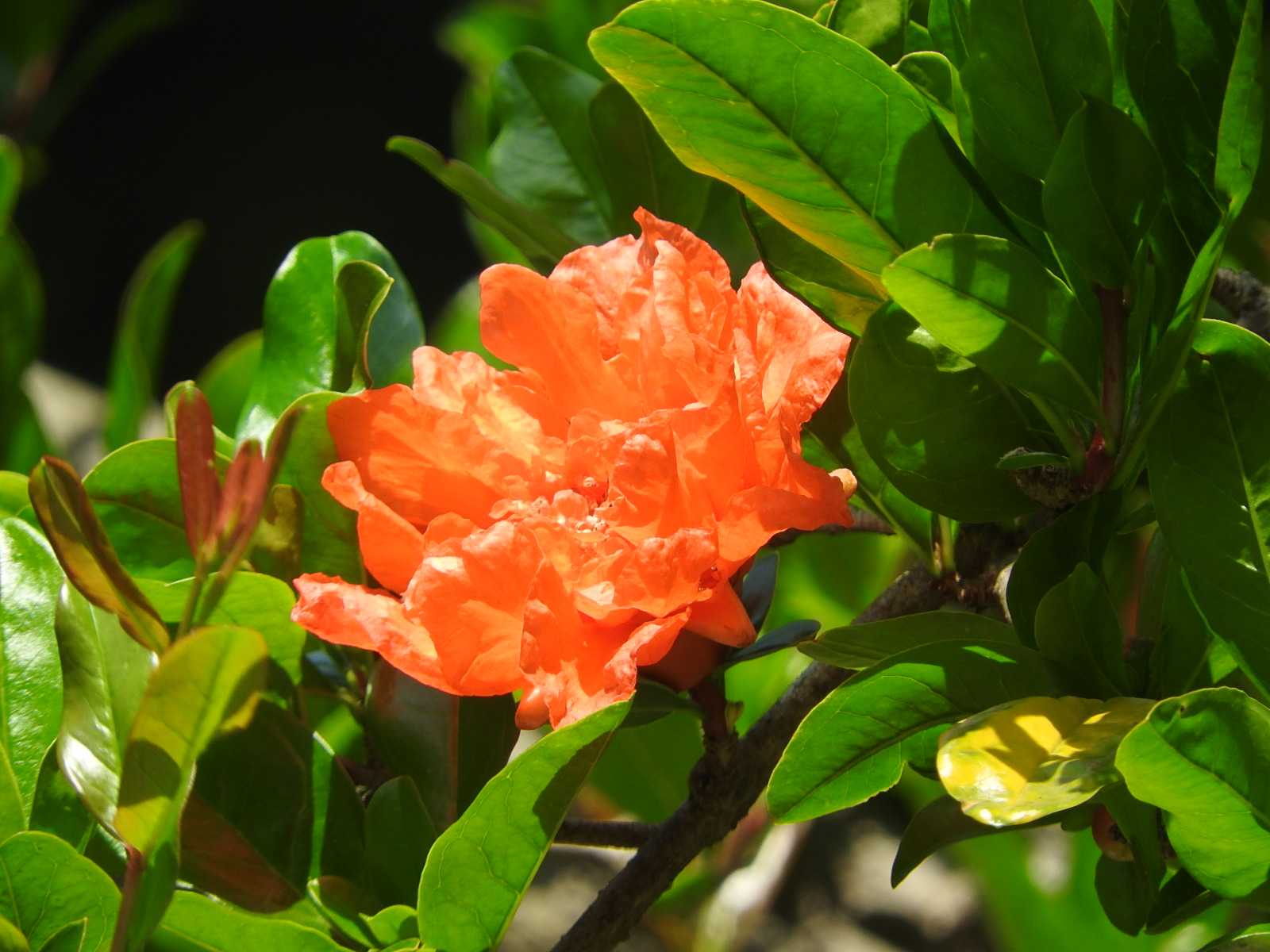 ザクロの花 柘榴の花 オレンジ色の花 実のなる花 樹木の花 無料