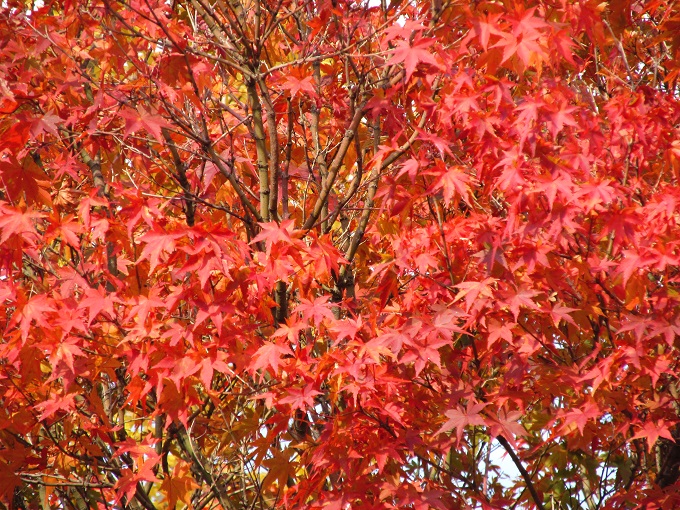 モミジの紅葉