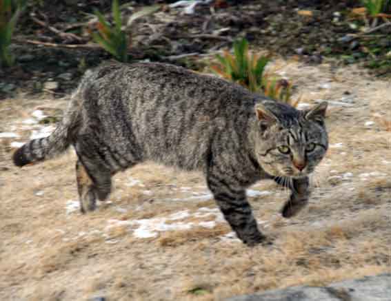 我が家のニャンコ♪2013/2/22-2
