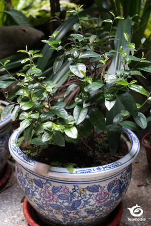 このお茶の品種は何でしょうね？