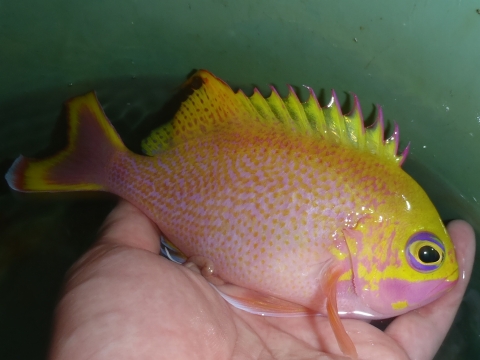 沖縄深海魚採集2014年9月中旬3　バラハナダイ（Odontanthias katayamai）