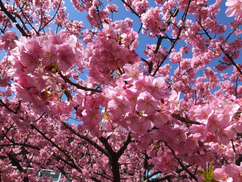 三浦海岸の河津桜