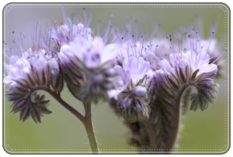 能美市石子町-5 ハゼリソウ-2 13.5.18