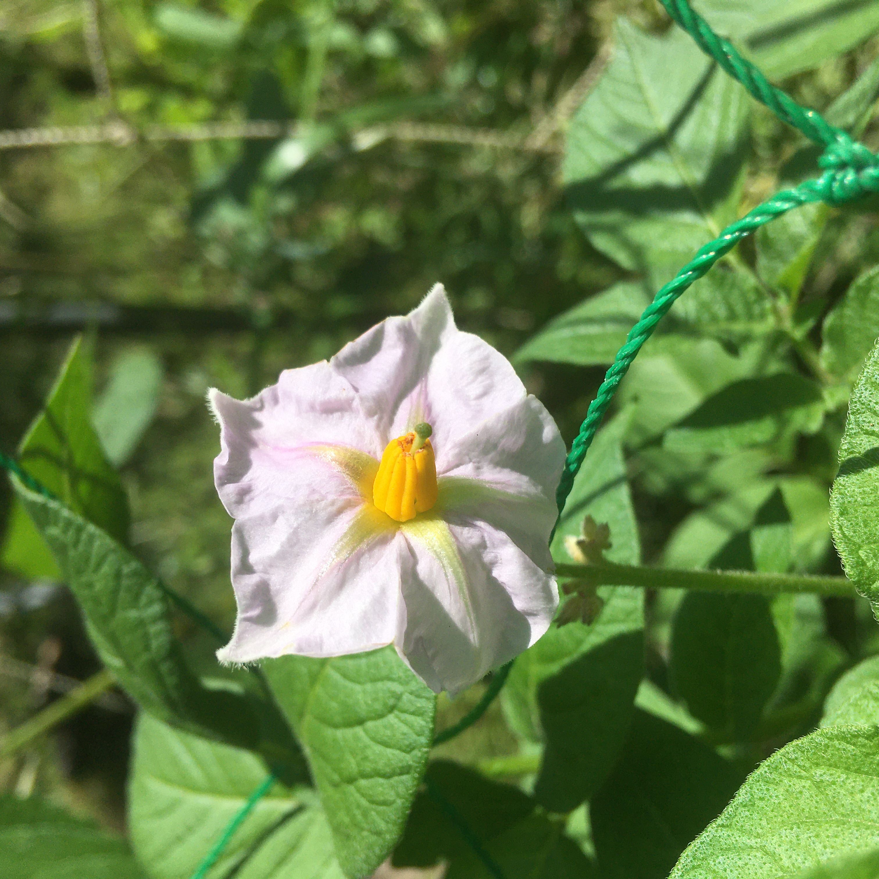 ジャガイモの花 里山徒然 楽天ブログ