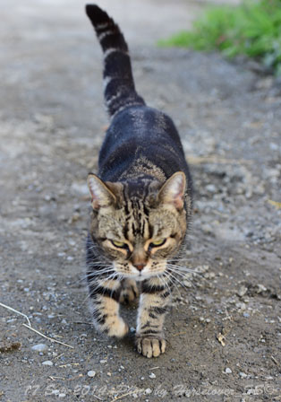 20140917_1512Cat_Obihiro