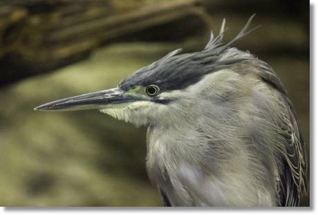 東京旅行-76 ササゴイ-1 13.10.5