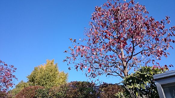 上野紅葉