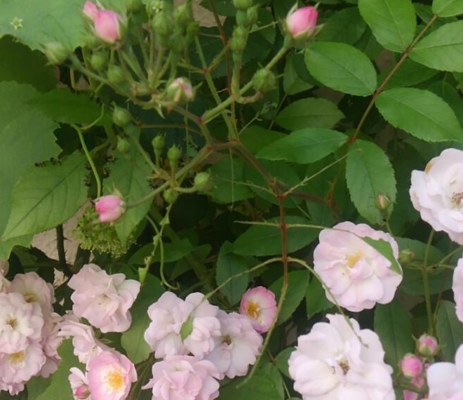201505142.jpg