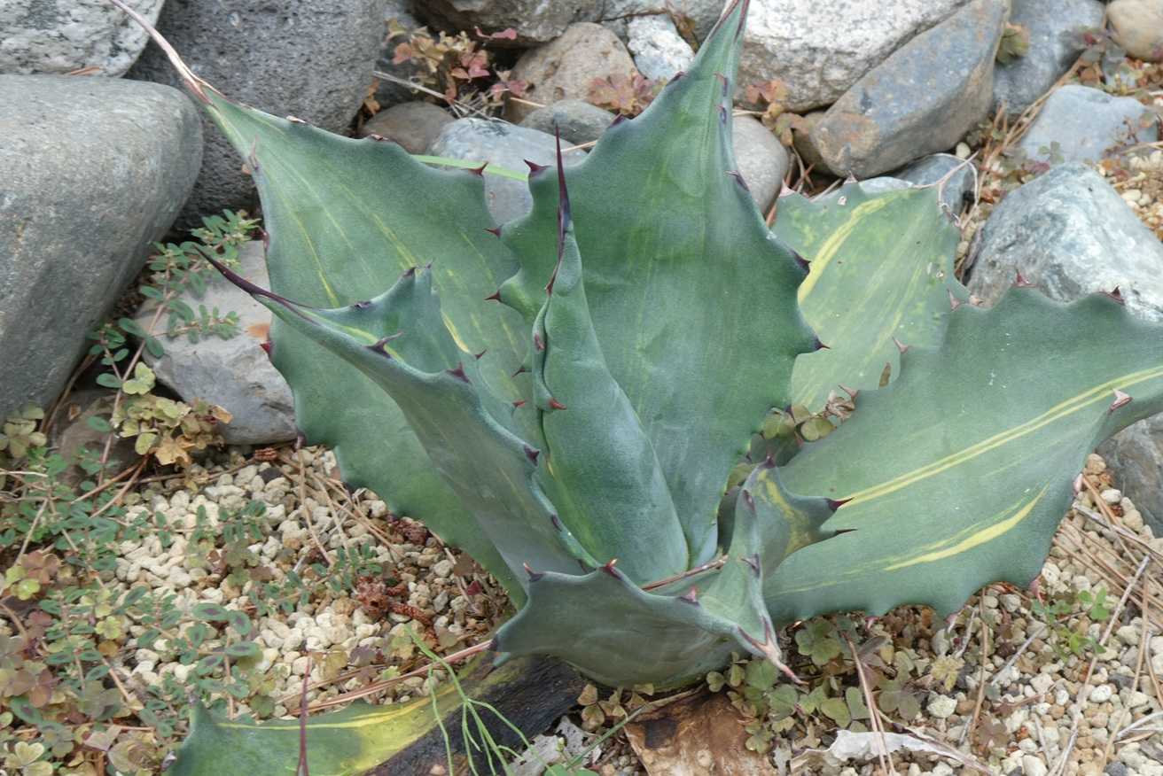 アガベ☆サルミアナ・フェロックス錦　短葉　幅広 アガベ☆サルミアナ・フェロックス錦 短葉 幅広 アガベ