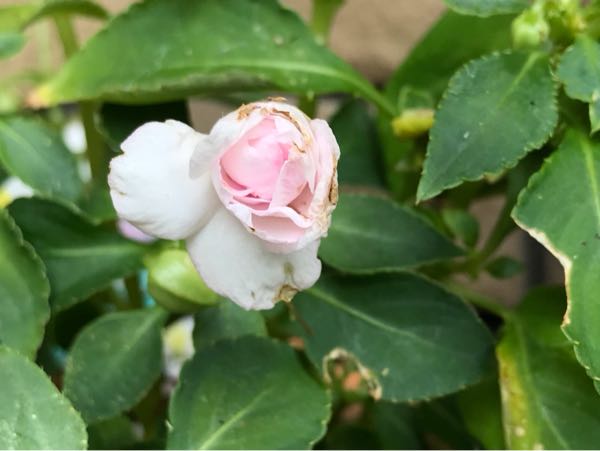 rblog-20180624175618-06.jpg