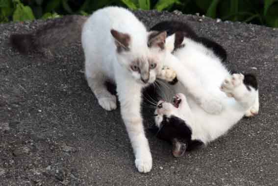 我が家のニャンコ♪2013/7/15-3