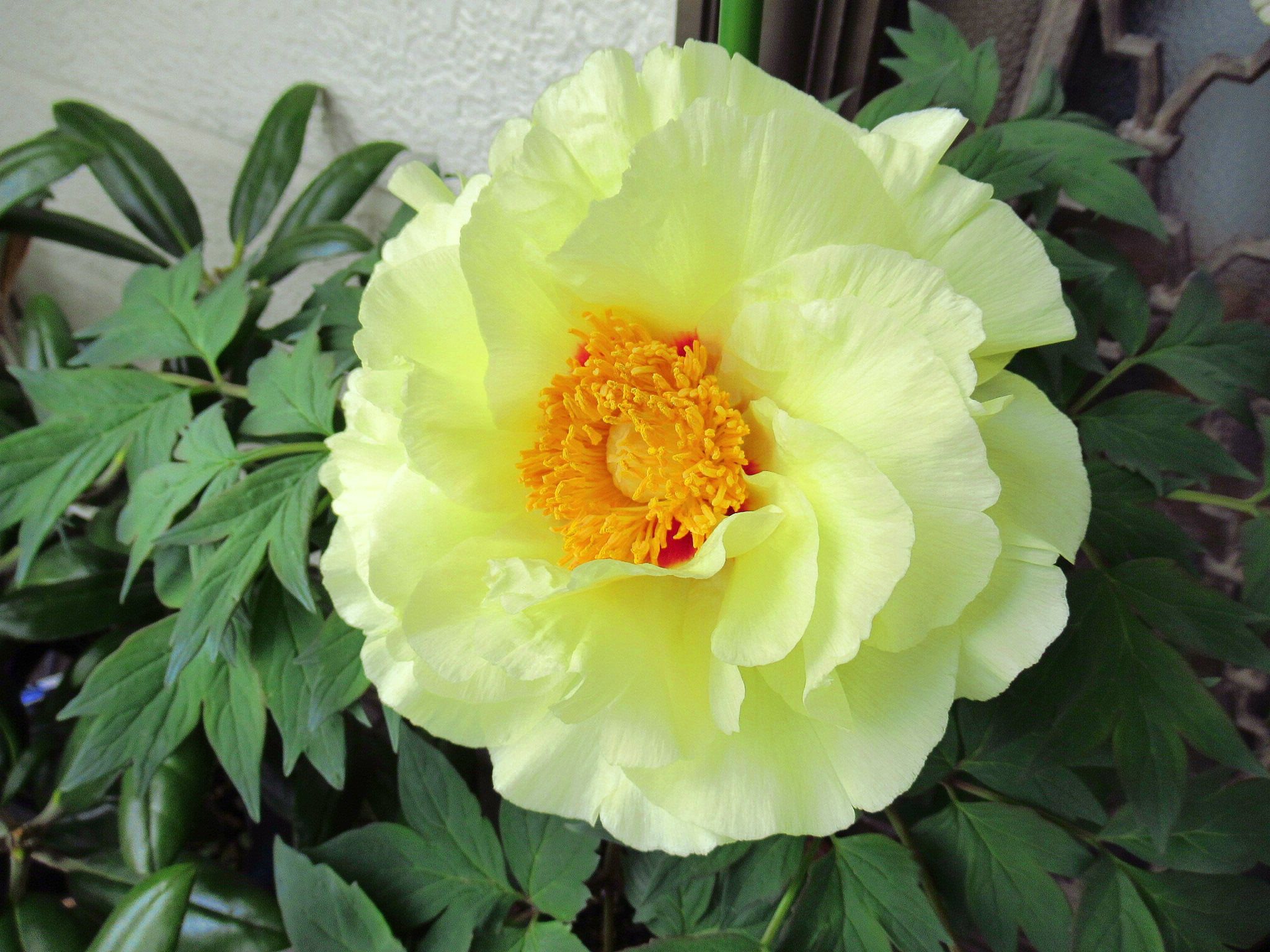 牡丹 黄冠 の開花 ゼラニュームの芽挿し ｂ かにゃかにゃガーデン 楽天ブログ