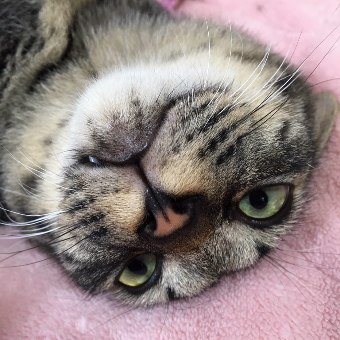 野良猫 ぽんの酔っ払い人生 楽天ブログ