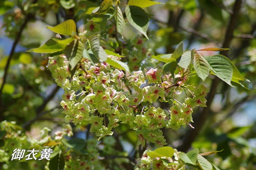 旧芝離宮恩賜庭園