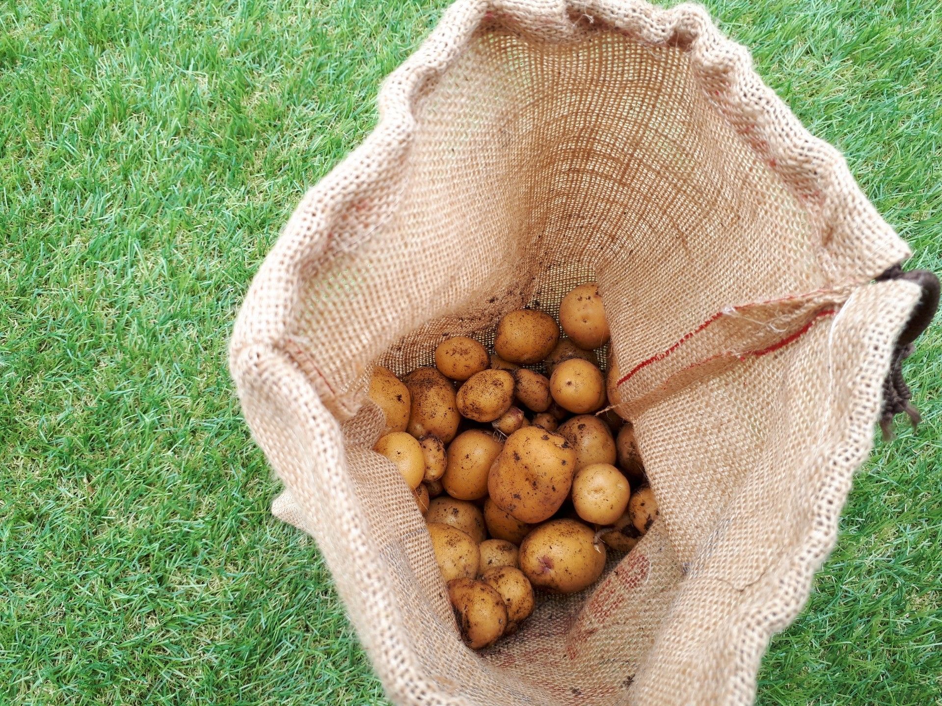 土嚢袋栽培したインカのめざめを収穫 ゆるふわgarden お野菜とお花たちと日々の出来事 楽天ブログ