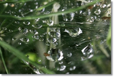 自宅の庭-2 水滴-2 14.5.27