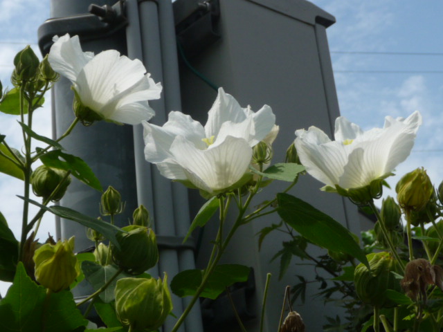 336 芙蓉、白