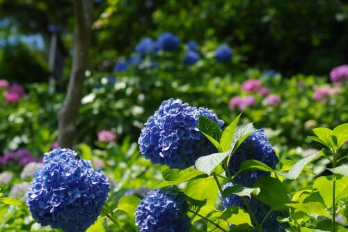 長谷寺の紫陽花