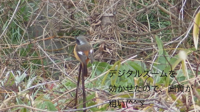 20160225ジョウビタキ3.jpg